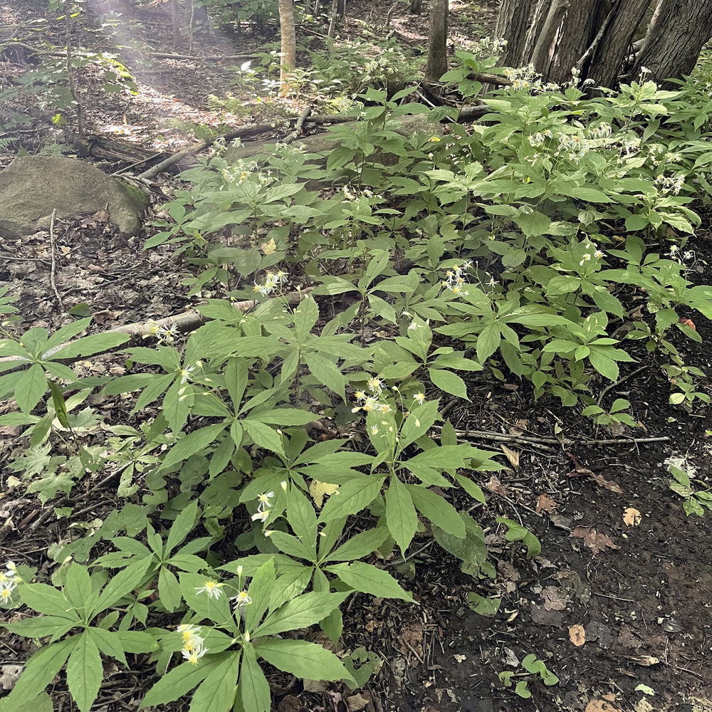 
                  
                    Semences - Aster acuminé
                  
                