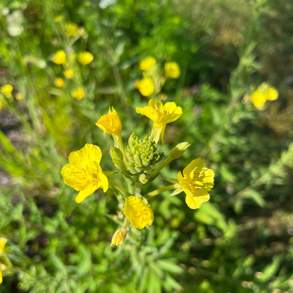 Semences - Onagre bisannuelle