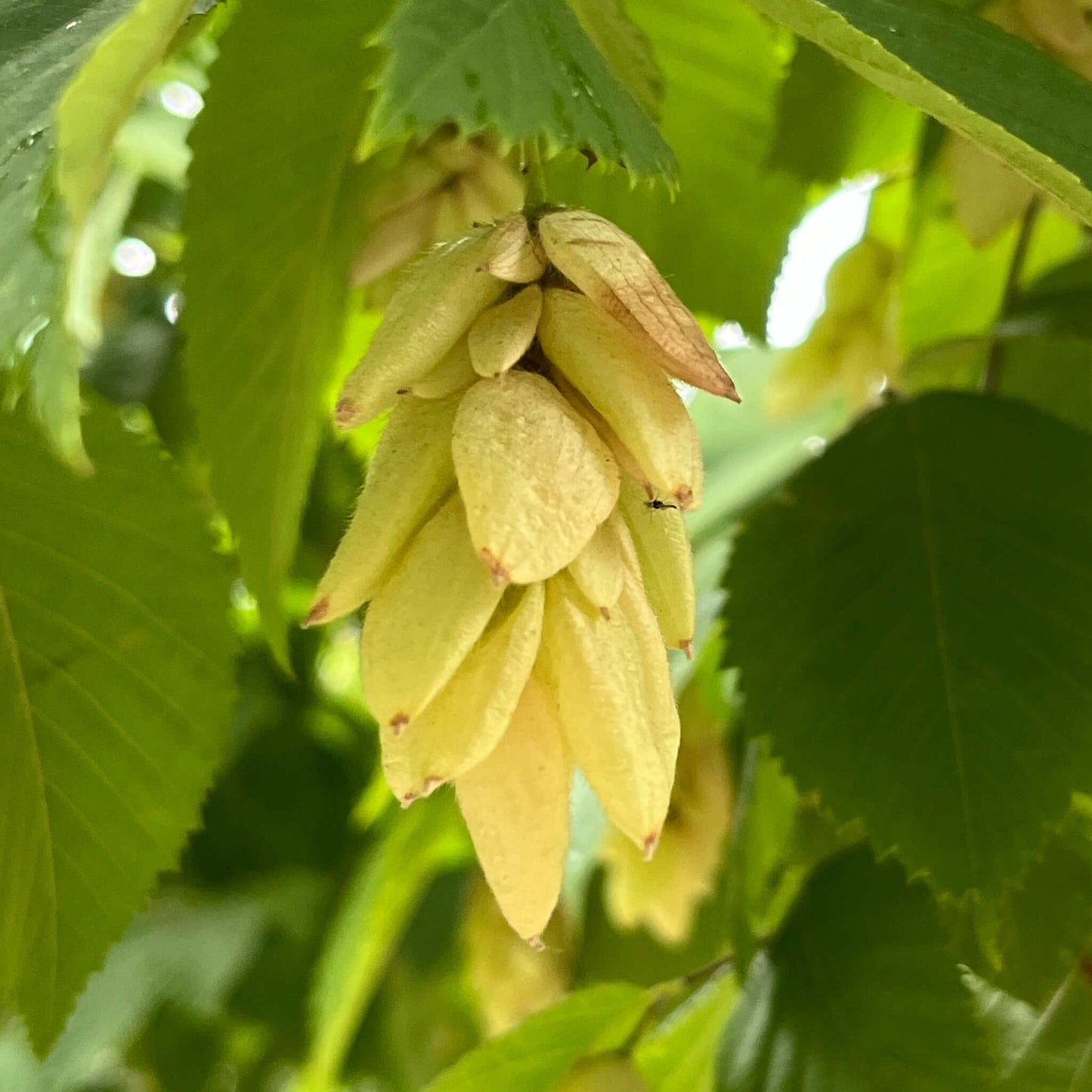 
                  
                    Seeds - Eastern Hop-hornbeam
                  
                