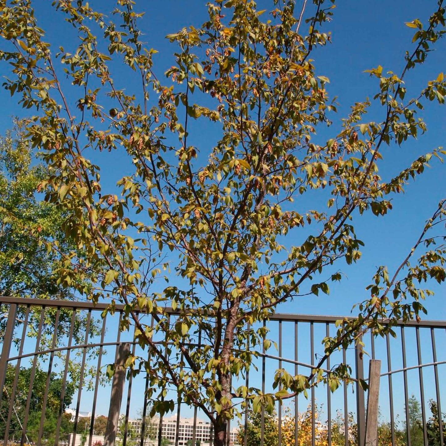 
                  
                    Seeds - Eastern Hop-hornbeam
                  
                