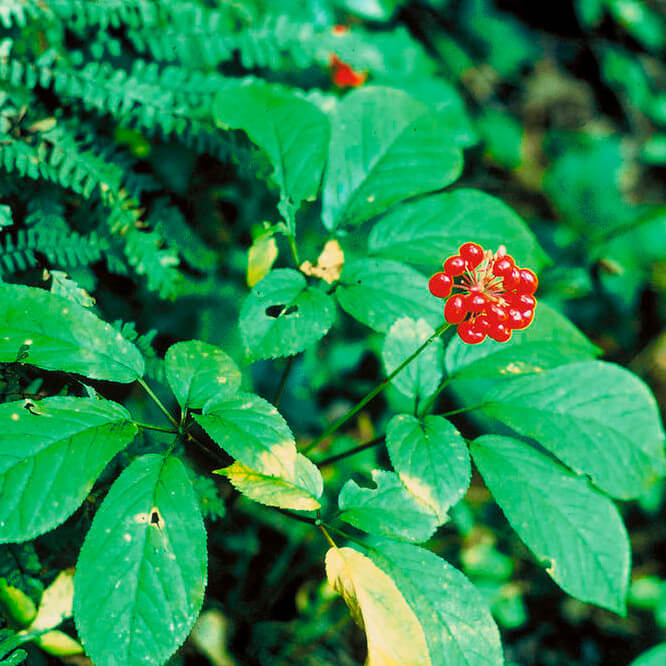 Ginseng à cinq folioles - Panax quinquefolius