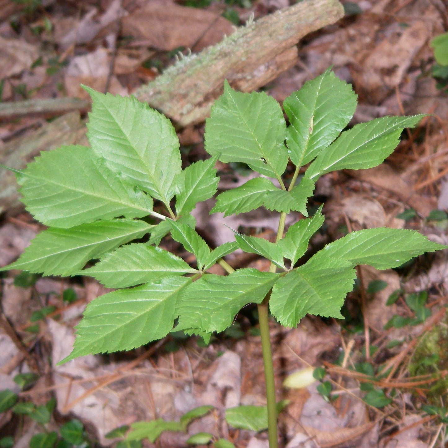 
                  
                    Ginseng à cinq folioles - Panax quinquefolius
                  
                