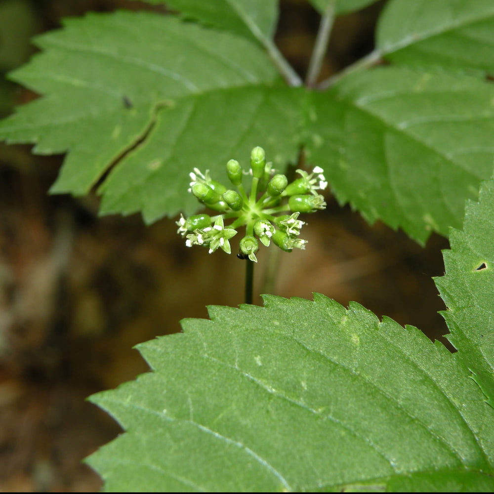 Ginseng à cinq folioles - Panax quinquefolius