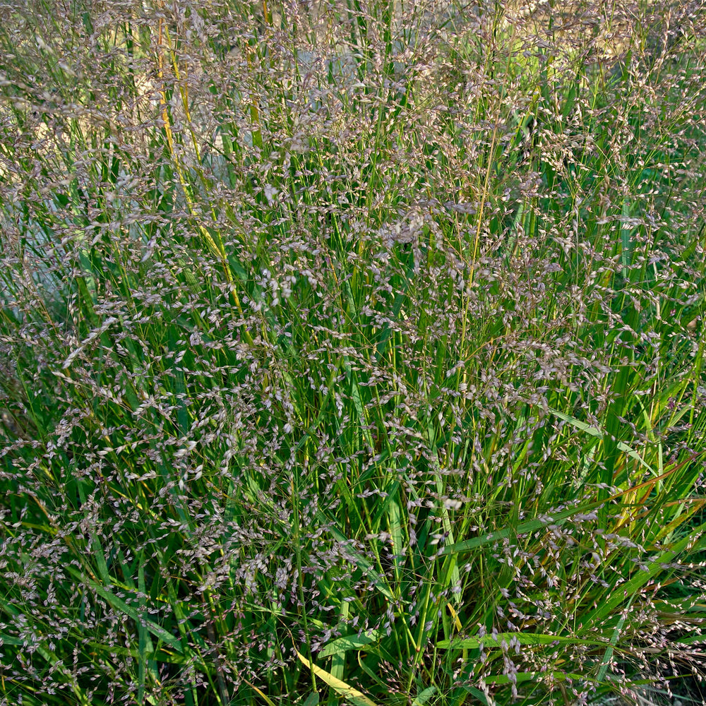 
                  
                    Semences - Panic raide
                  
                