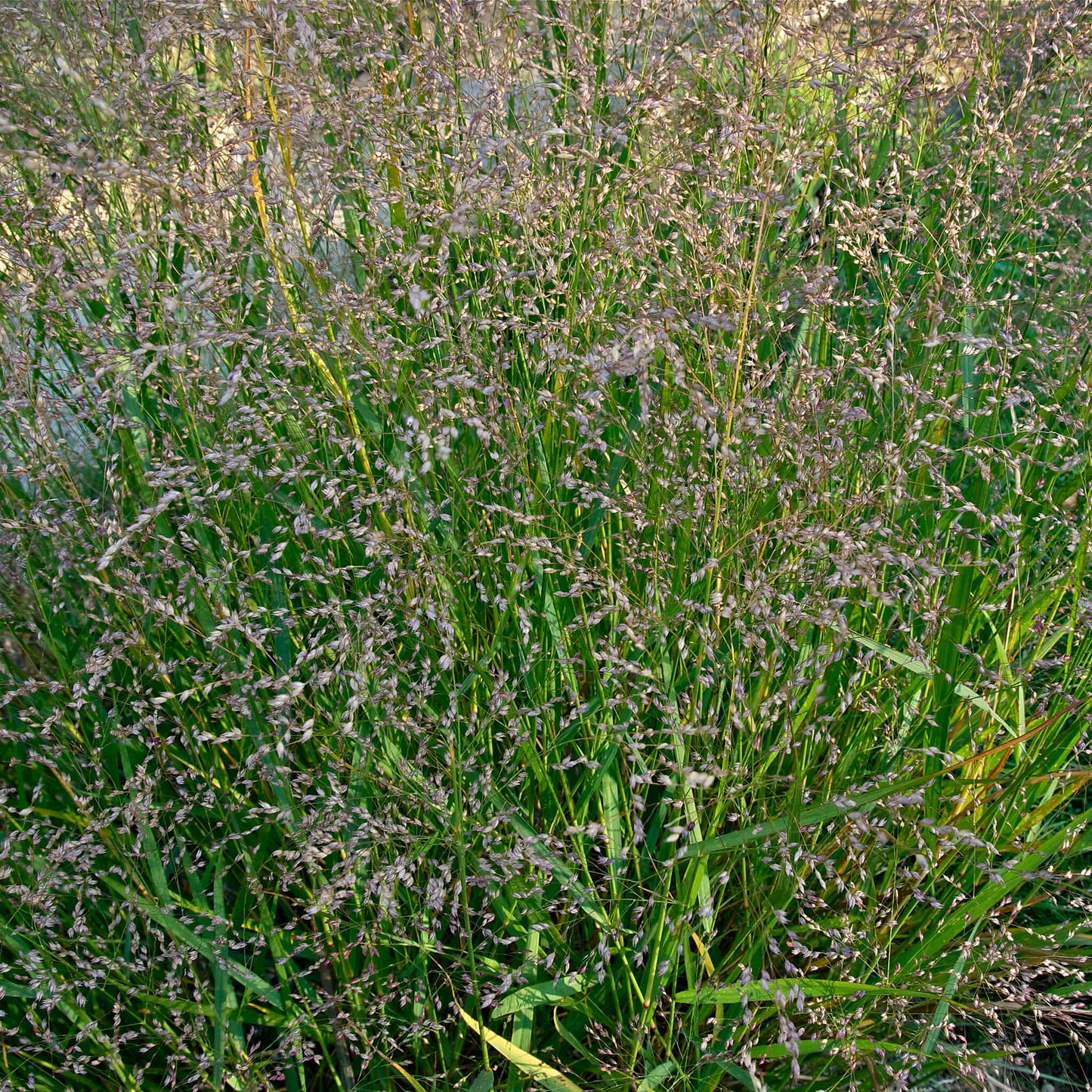 
                  
                    Semences - Panic raide
                  
                