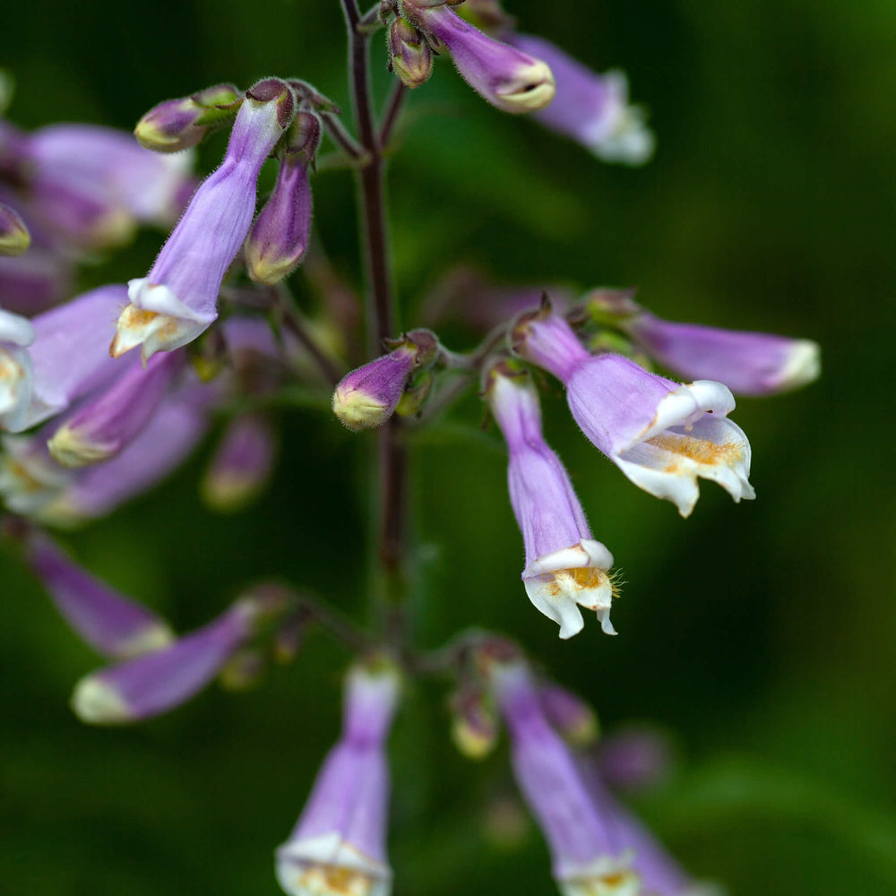 Seeds - Hairy Beardtongue