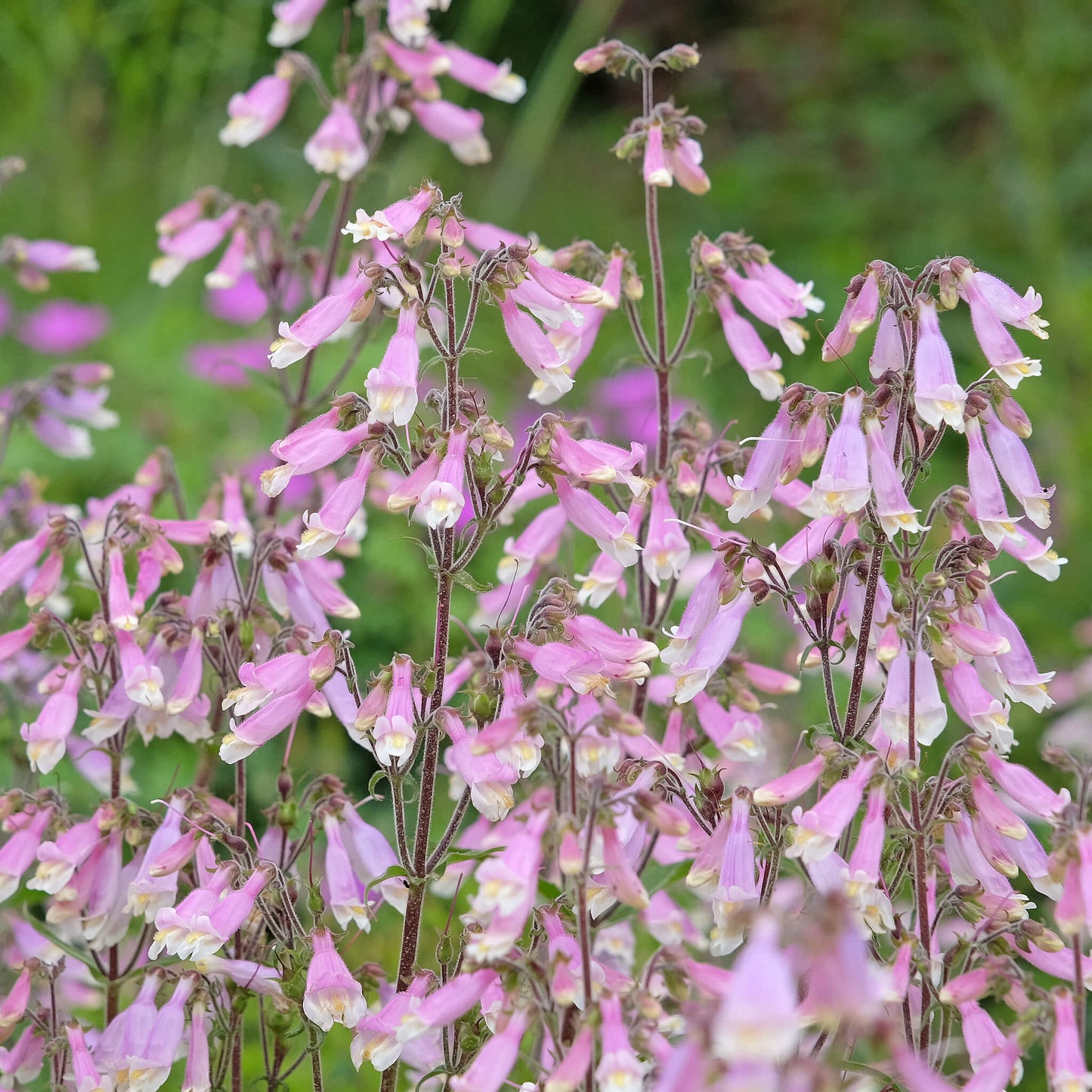 
                  
                    Seeds - Hairy Beardtongue
                  
                