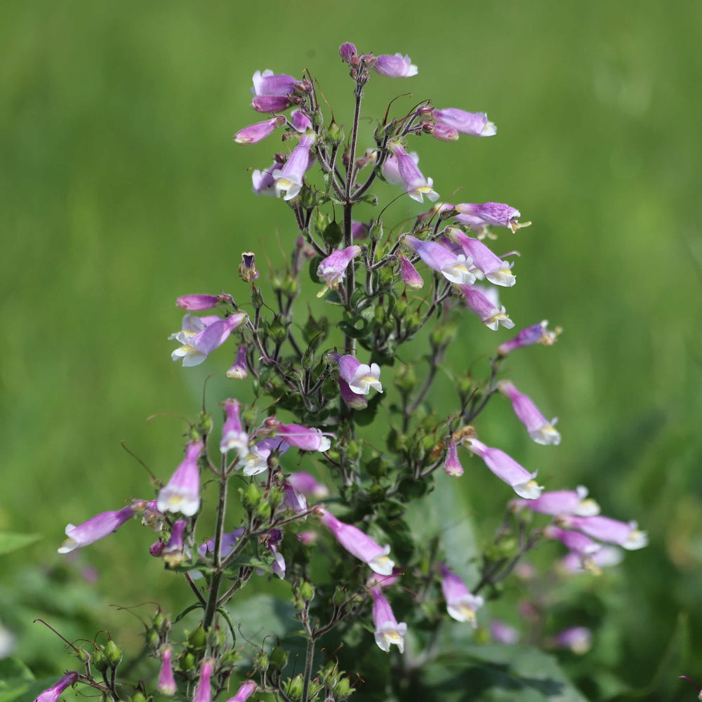 
                  
                    Seeds - Hairy Beardtongue
                  
                