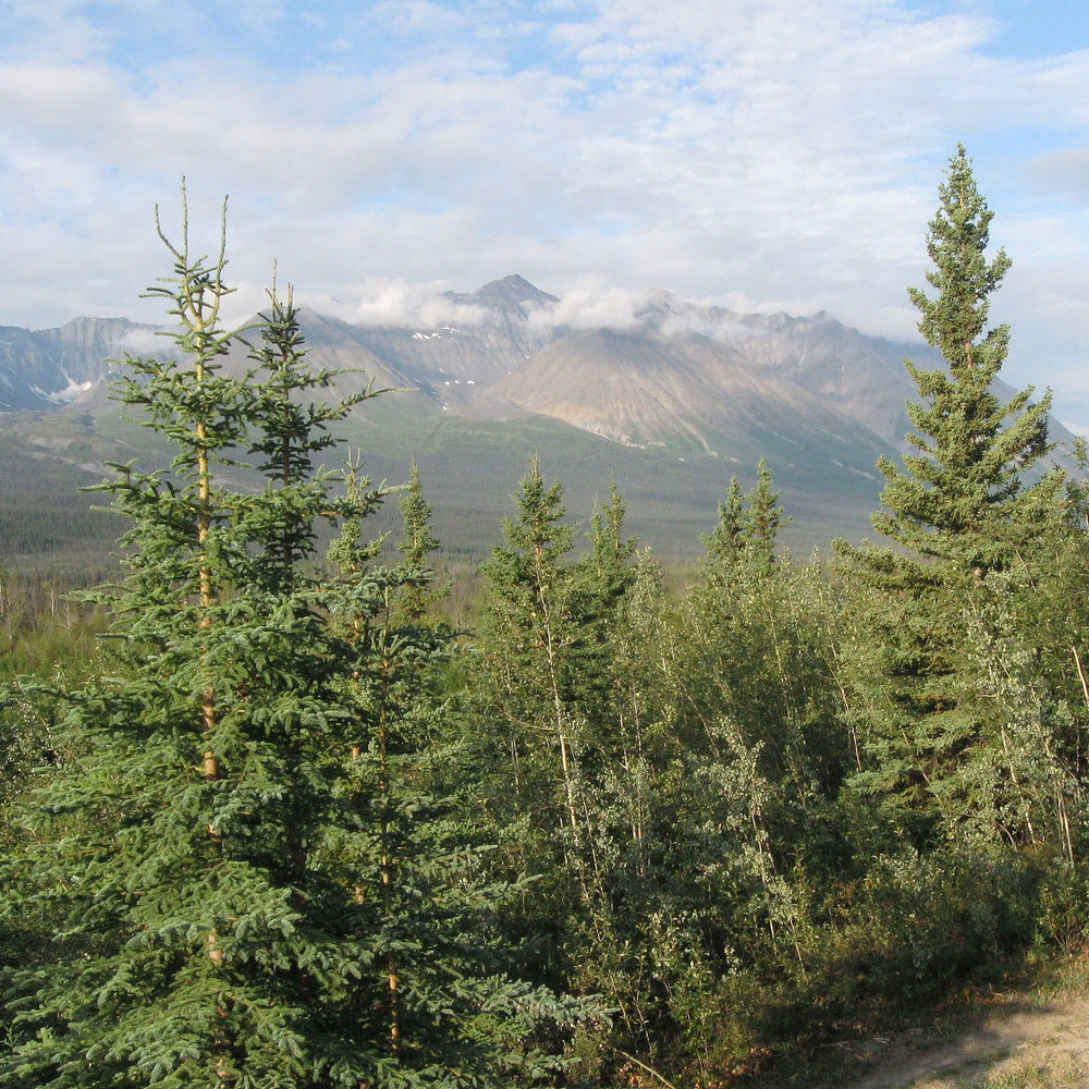 
                  
                    Semences - Épinette blanche
                  
                