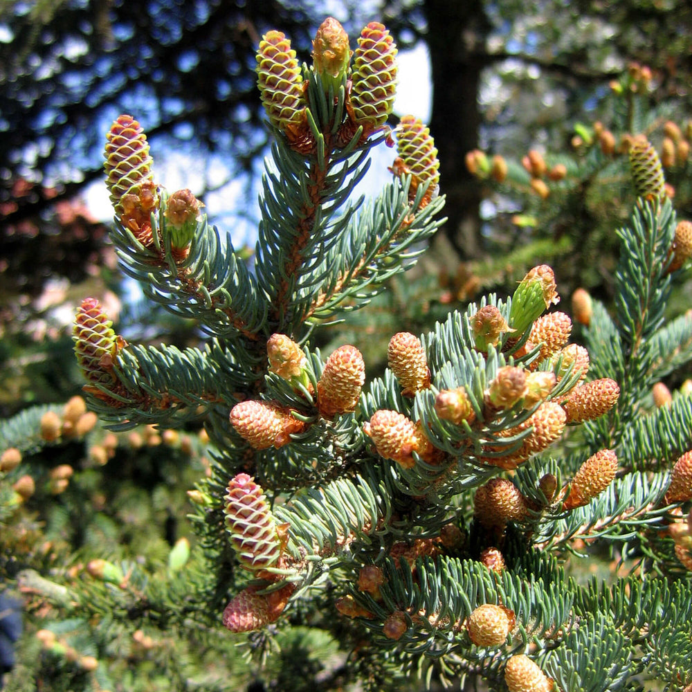 
                  
                    Semences - Épinette blanche
                  
                