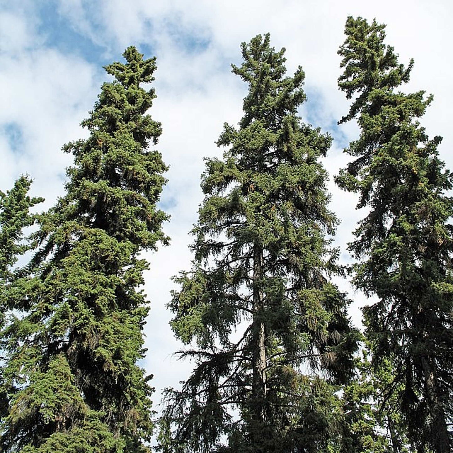 
                  
                    Semences - Épinette blanche
                  
                