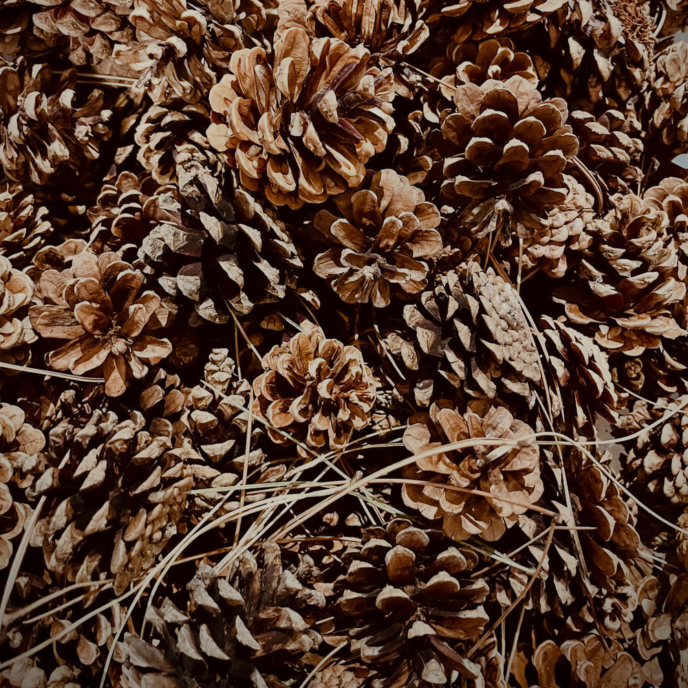 
                  
                    Semences - Pin rouge
                  
                