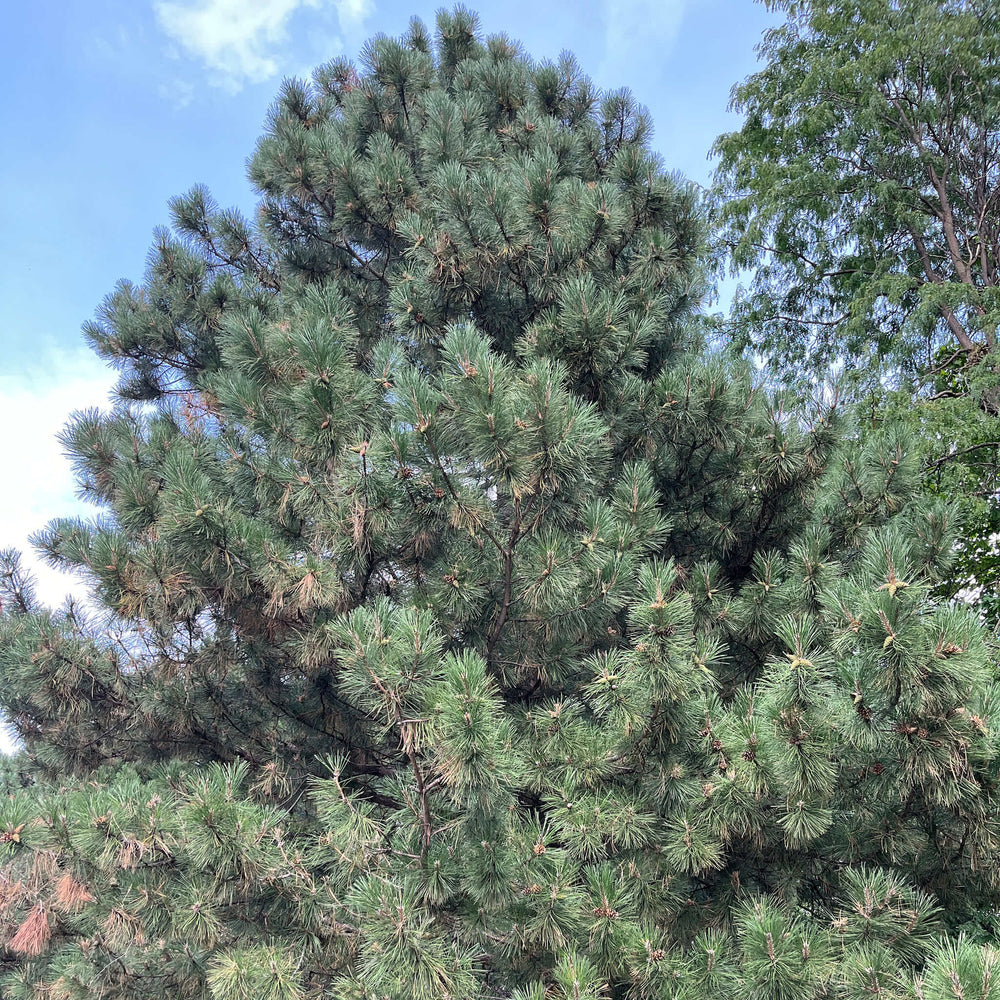 Semences - Pin rouge