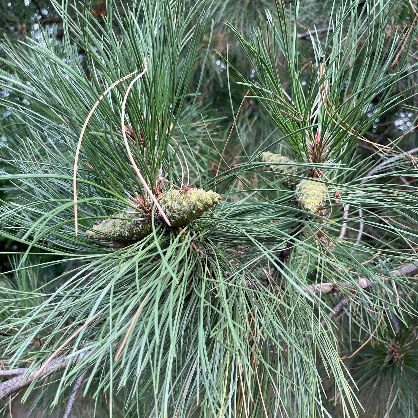 
                  
                    Semences - Pin rouge
                  
                