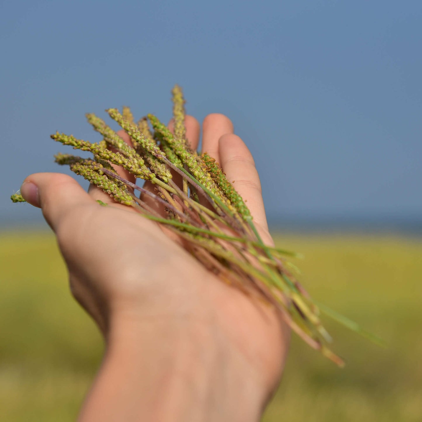 
                  
                    Seeds - Seaside Plantain
                  
                