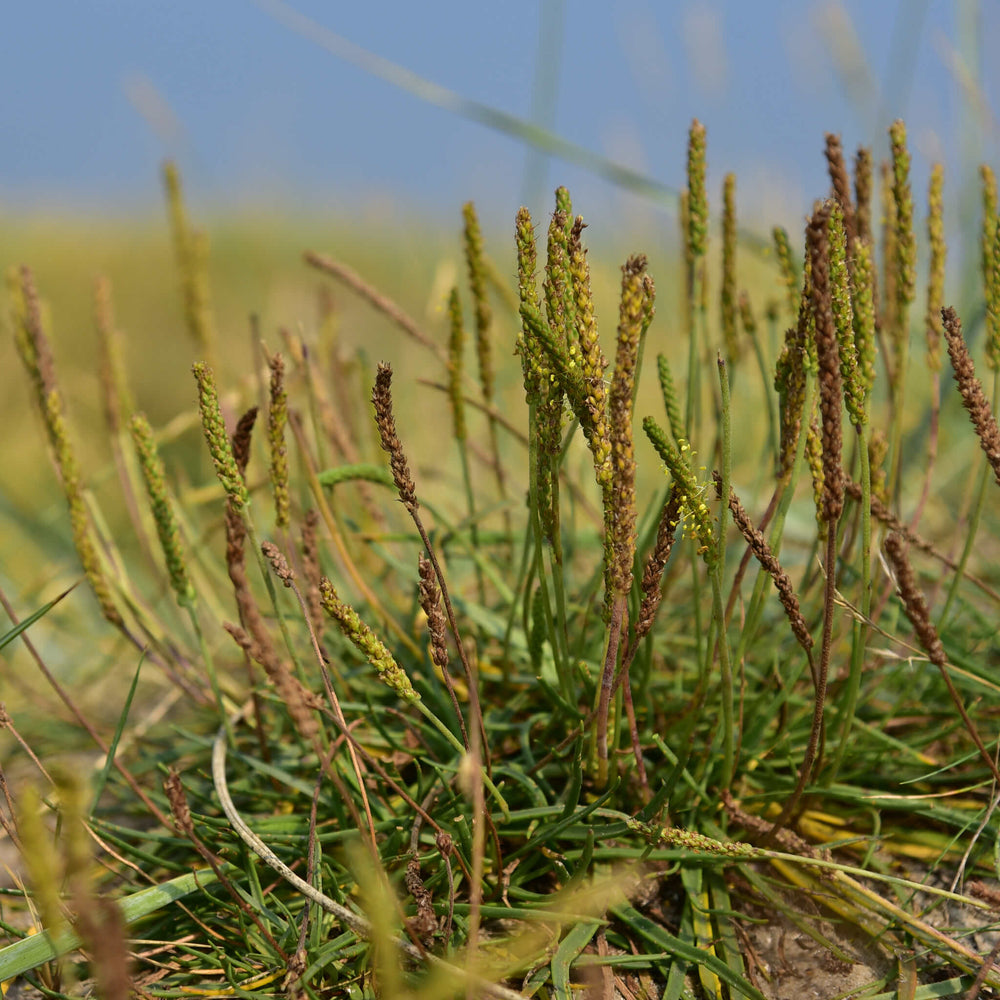 Seeds - Seaside Plantain