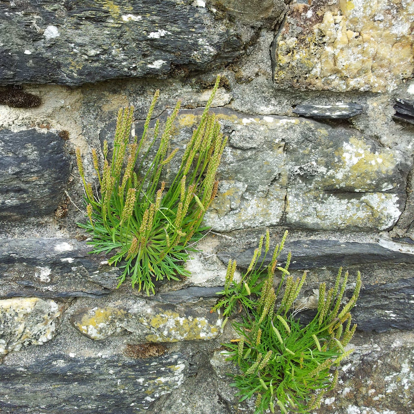 
                  
                    Semences - Plantain maritime
                  
                