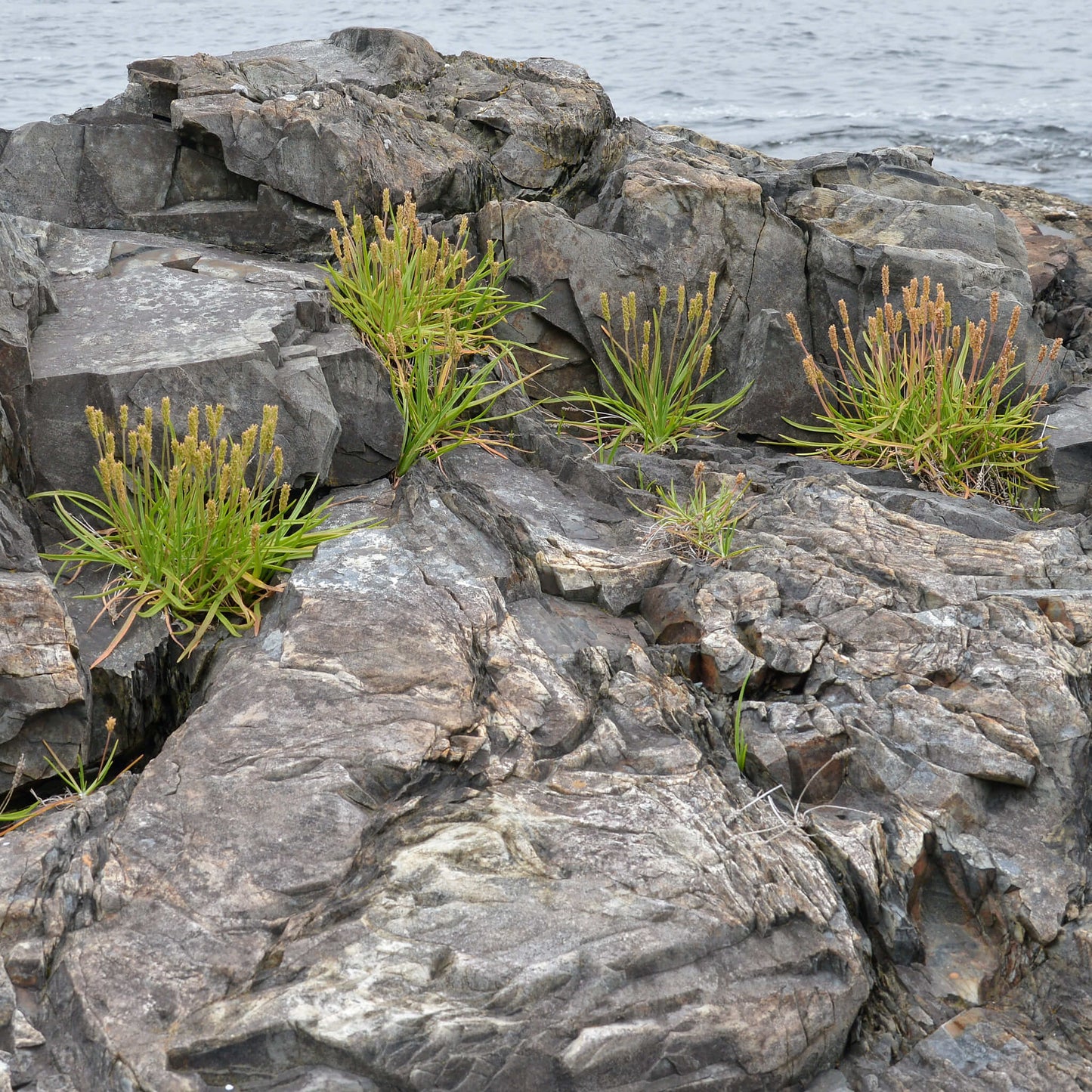 
                  
                    Semences - Plantain maritime
                  
                
