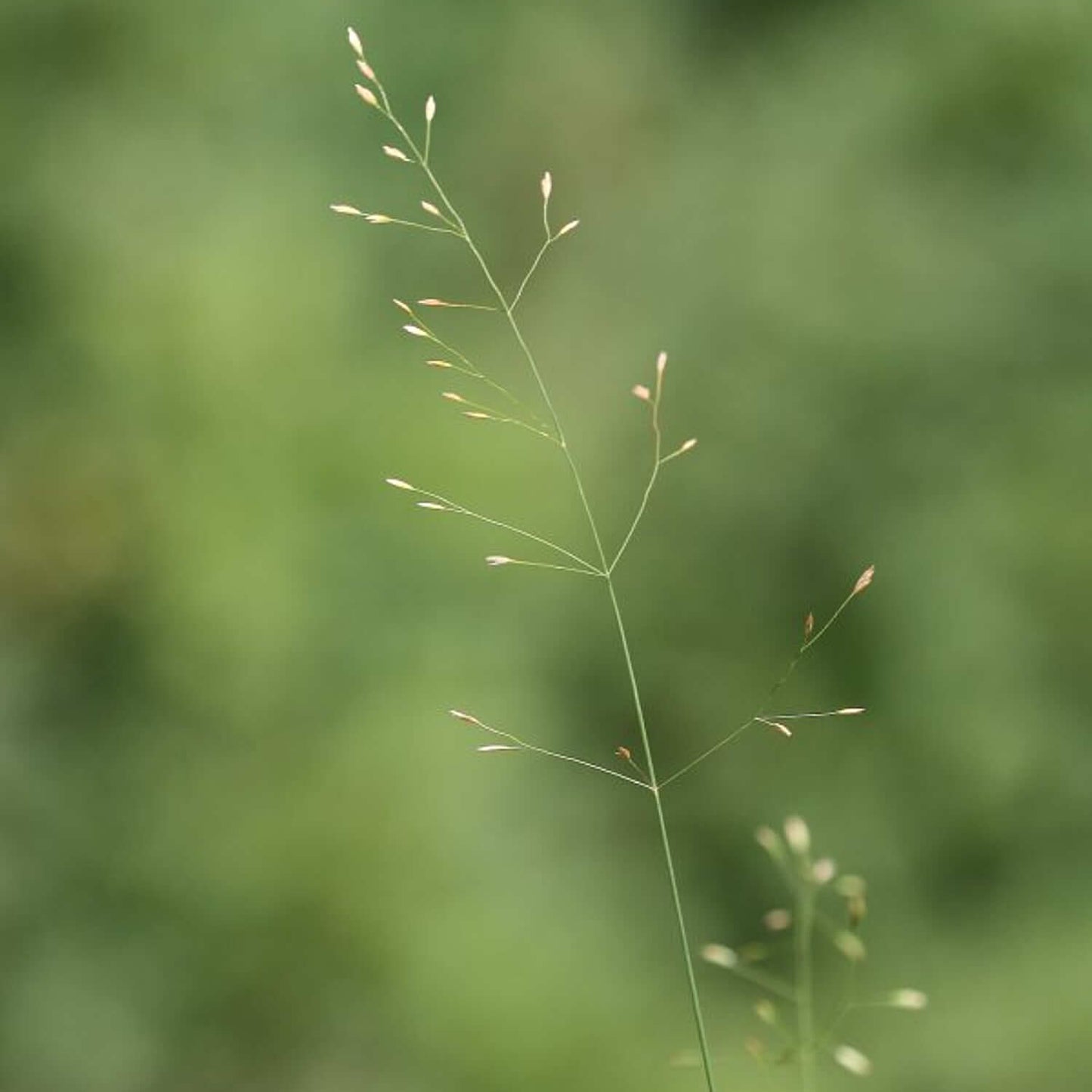 
                  
                    Seeds - Fowl bluegrass
                  
                