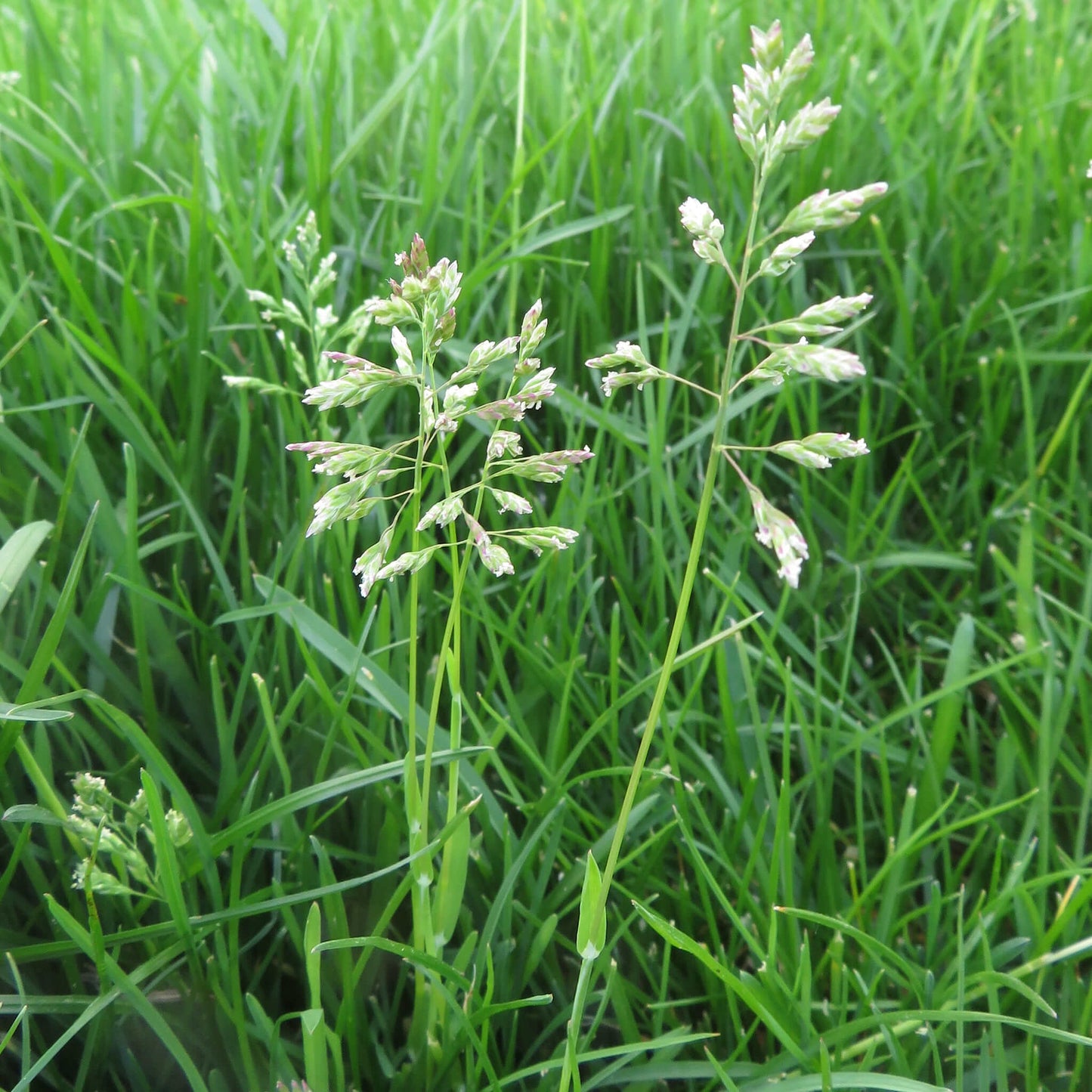
                  
                    Seeds - Kentucky Bluegrass
                  
                