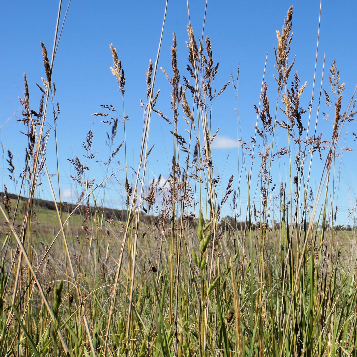 
                  
                    Seeds - Kentucky Bluegrass
                  
                