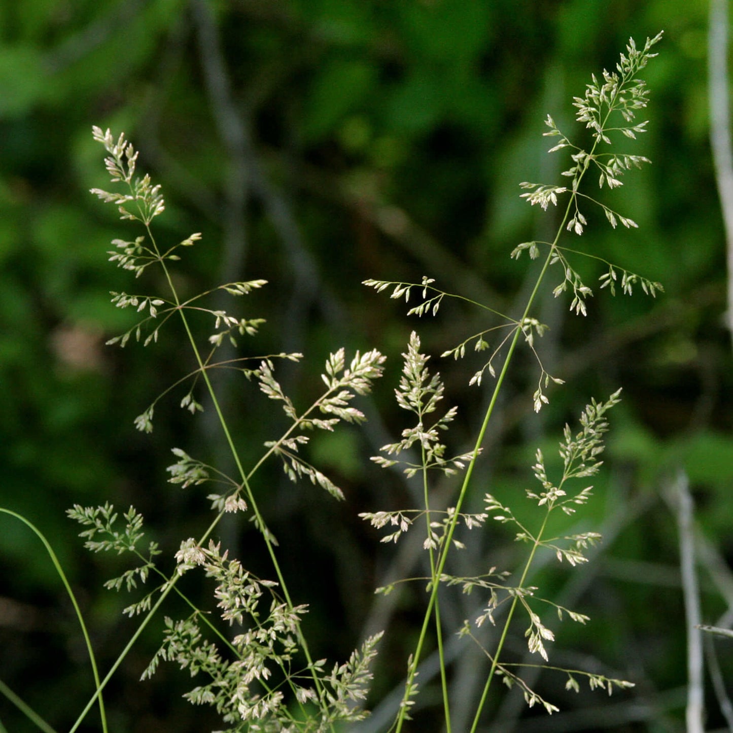 
                  
                    Seeds - Kentucky Bluegrass
                  
                