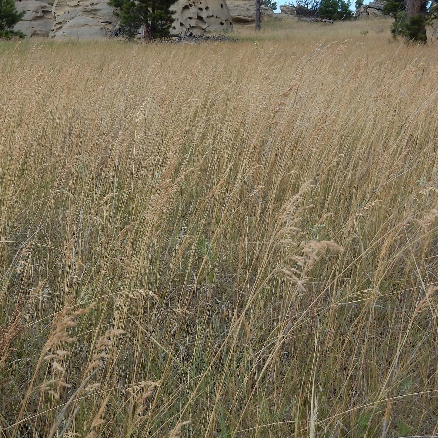 
                  
                    Seeds - Kentucky Bluegrass
                  
                