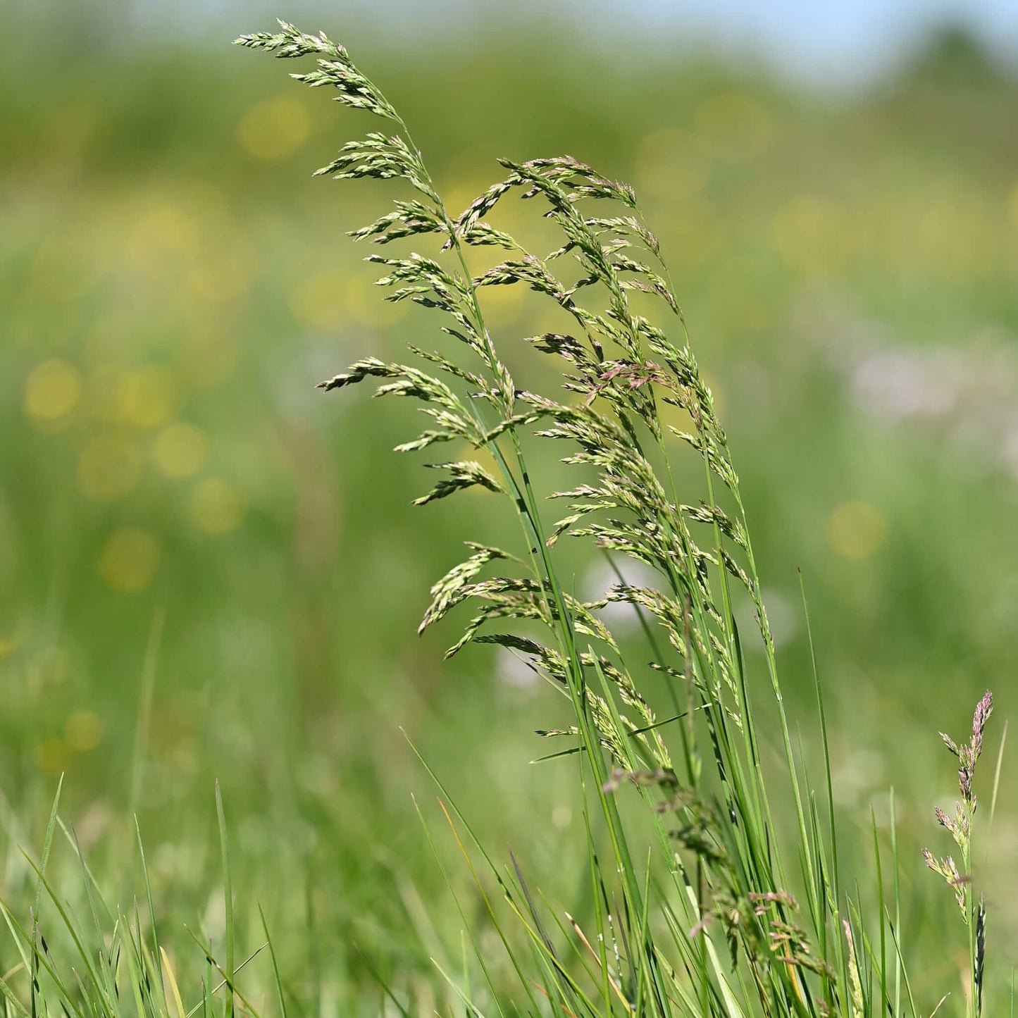 
                  
                    Seeds - Kentucky Bluegrass
                  
                