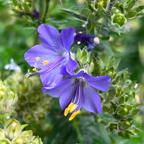 Polemoine rampante - Polemonium reptens