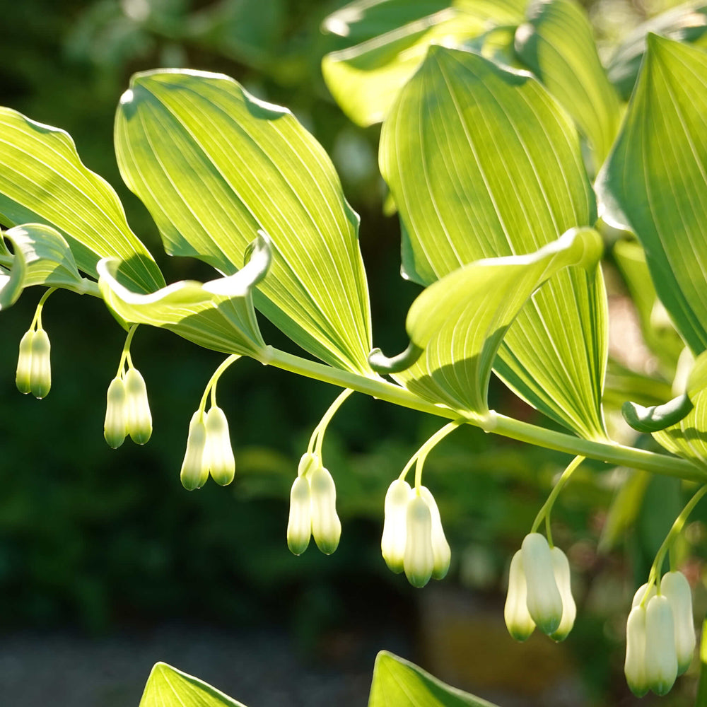 Seeds - Giant Solomon's Seal