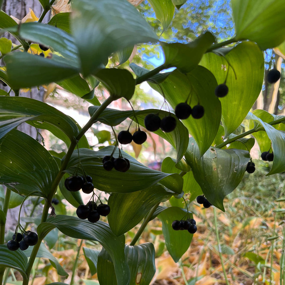 
                  
                    Seeds - Giant Solomon's Seal
                  
                