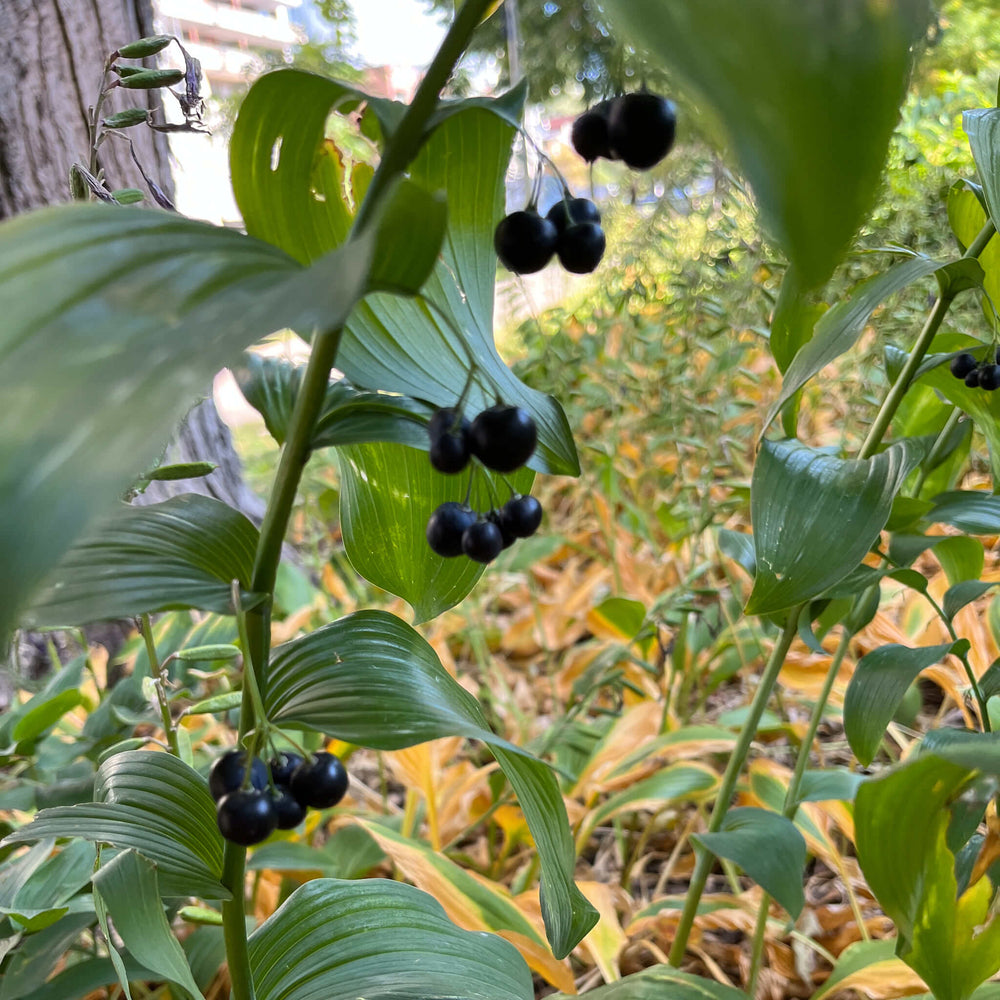 
                  
                    Seeds - Giant Solomon's Seal
                  
                