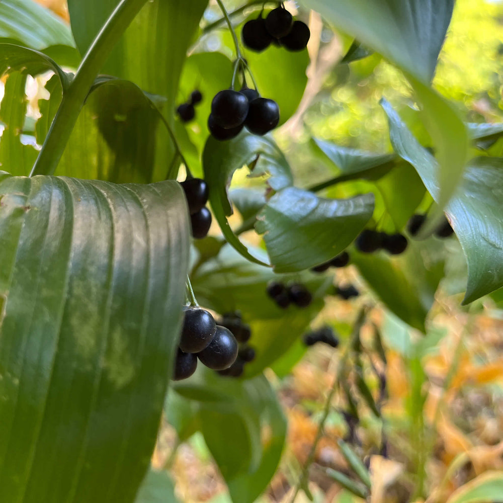 
                  
                    Seeds - Giant Solomon's Seal
                  
                