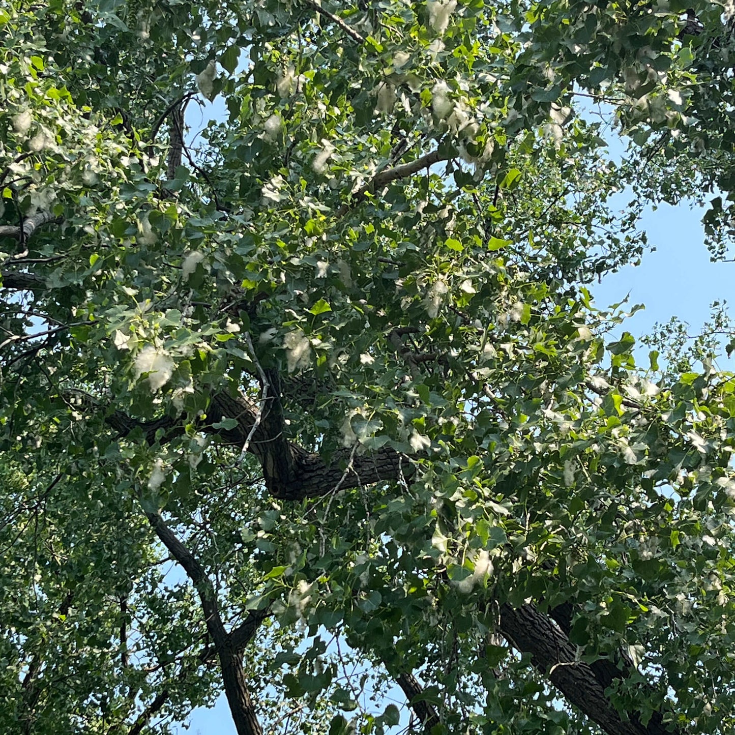 
                  
                    Semences - Peuplier deltoïde
                  
                