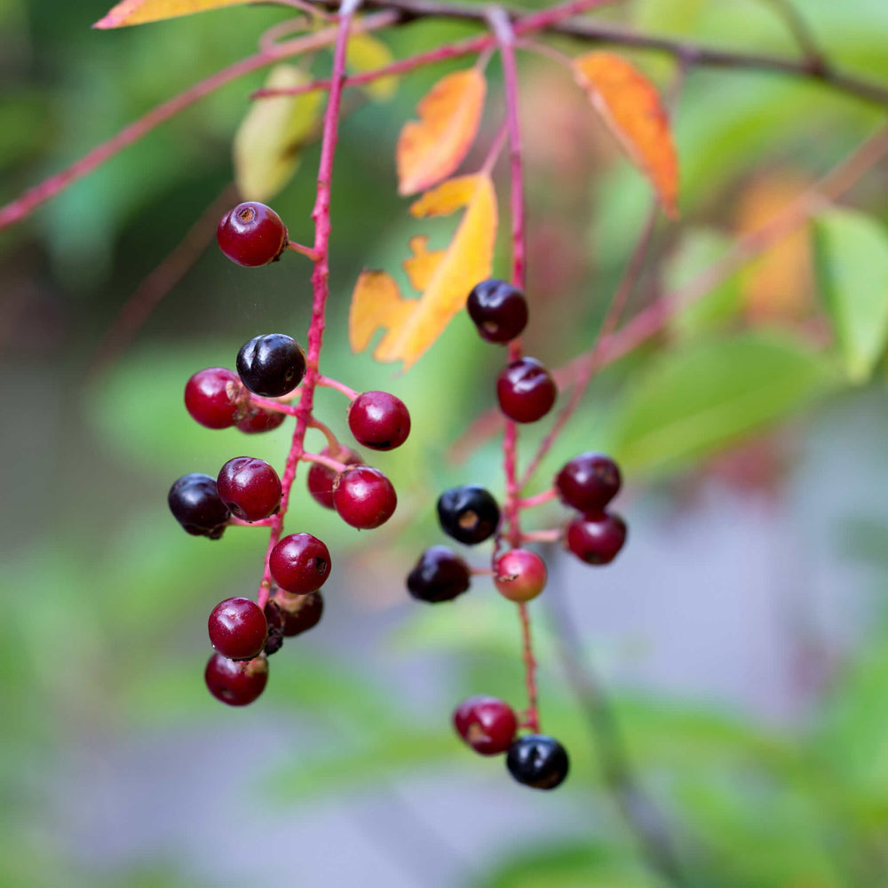 Semences - Cerisier tardif