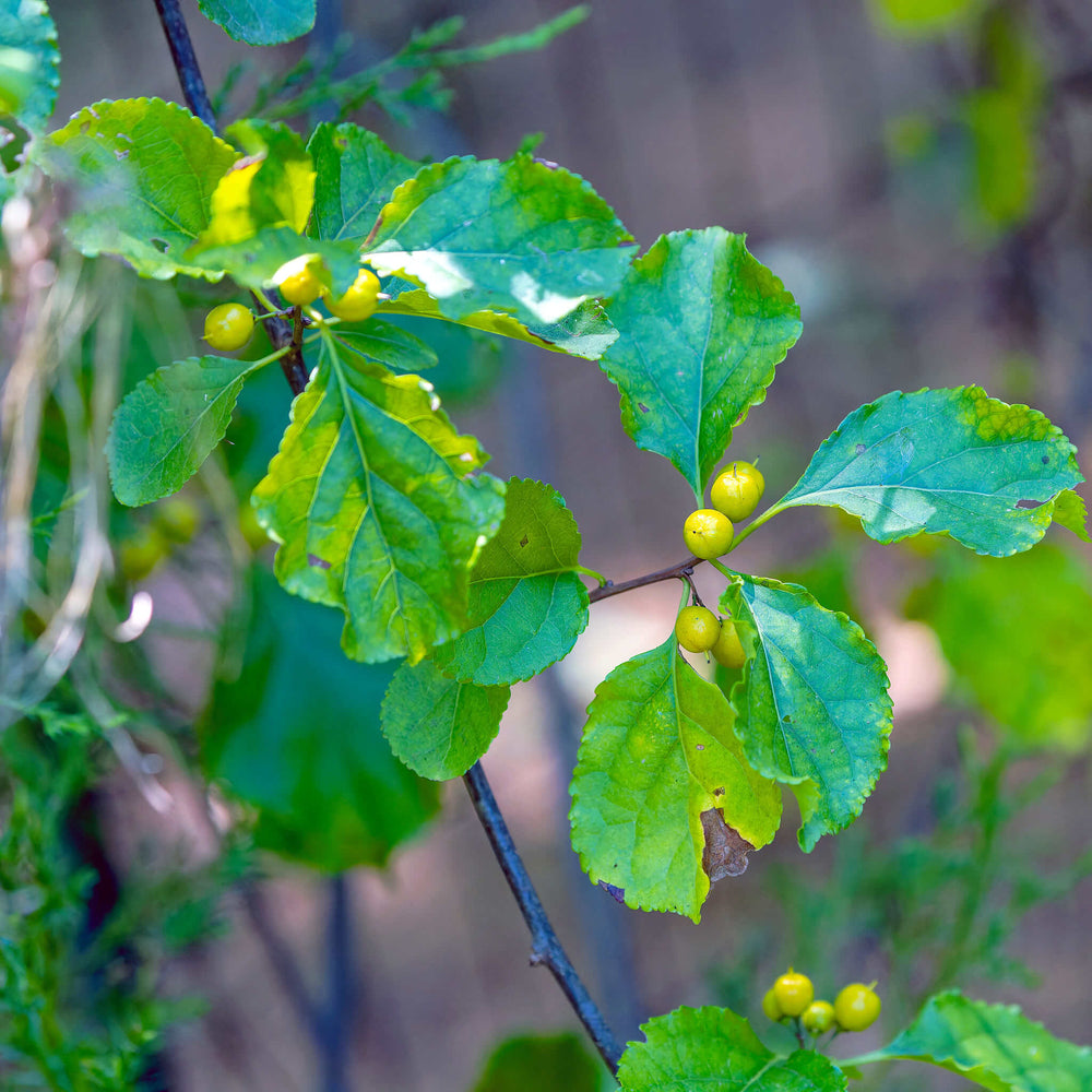 
                  
                    Semences - Cerisier tardif
                  
                