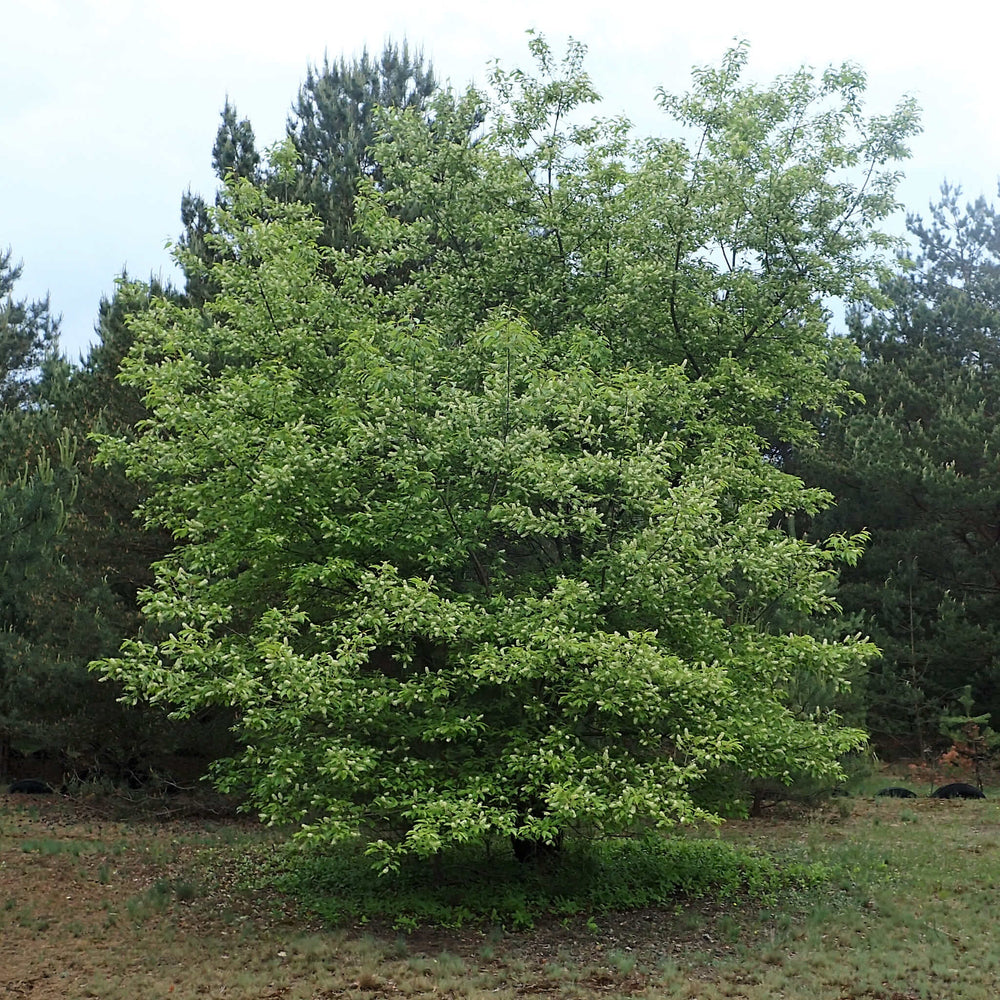 
                  
                    Semences - Cerisier tardif
                  
                