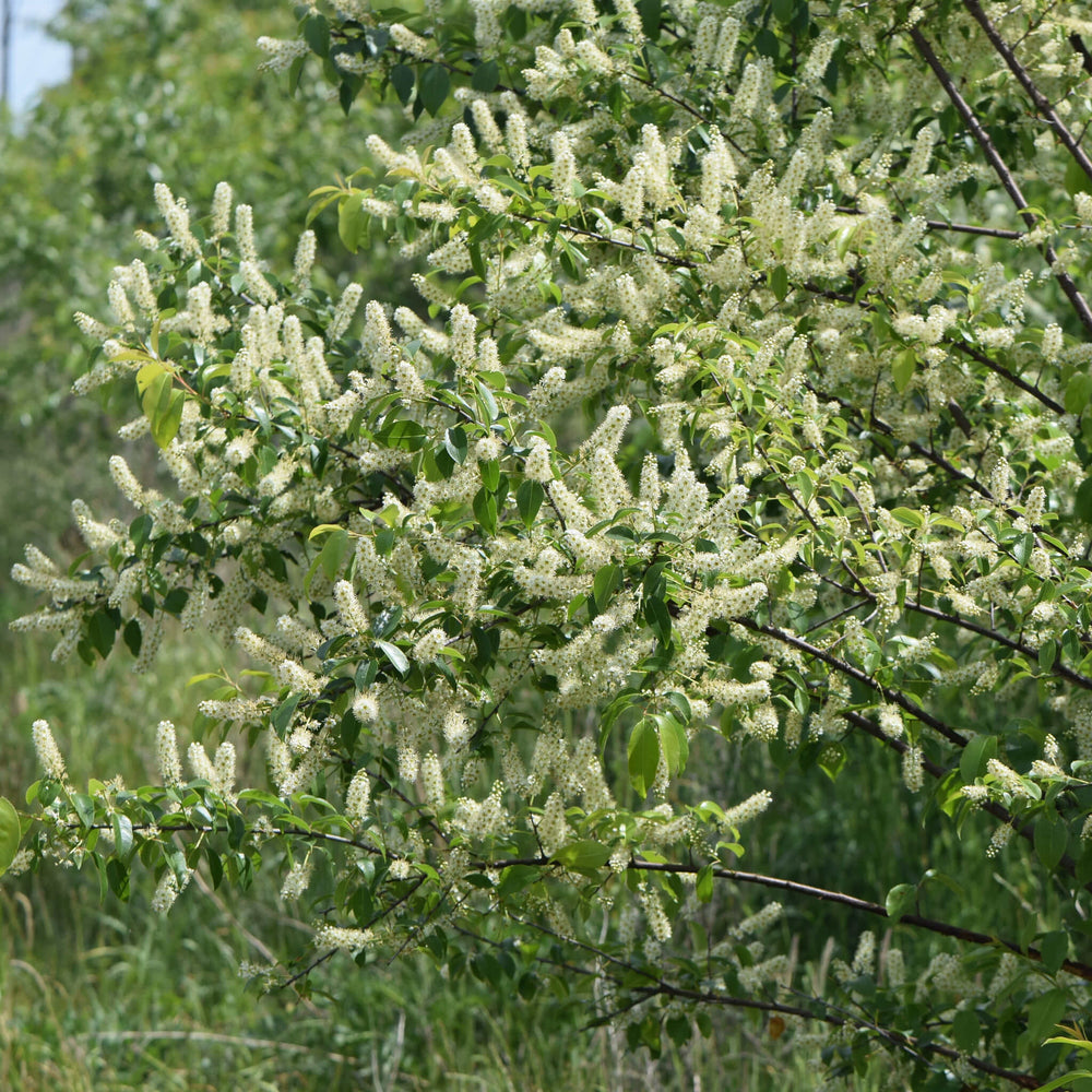 
                  
                    Semences - Cerisier tardif
                  
                
