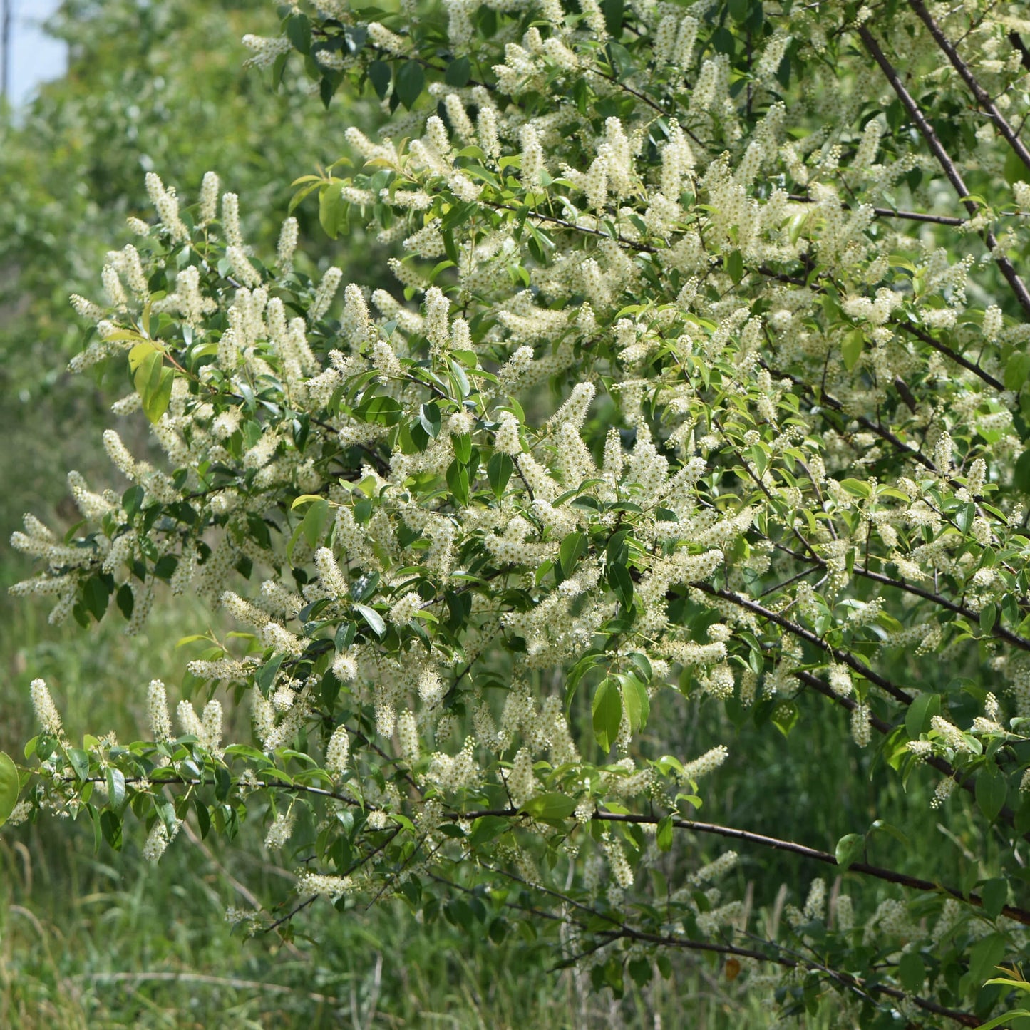 
                  
                    Semences - Cerisier tardif
                  
                