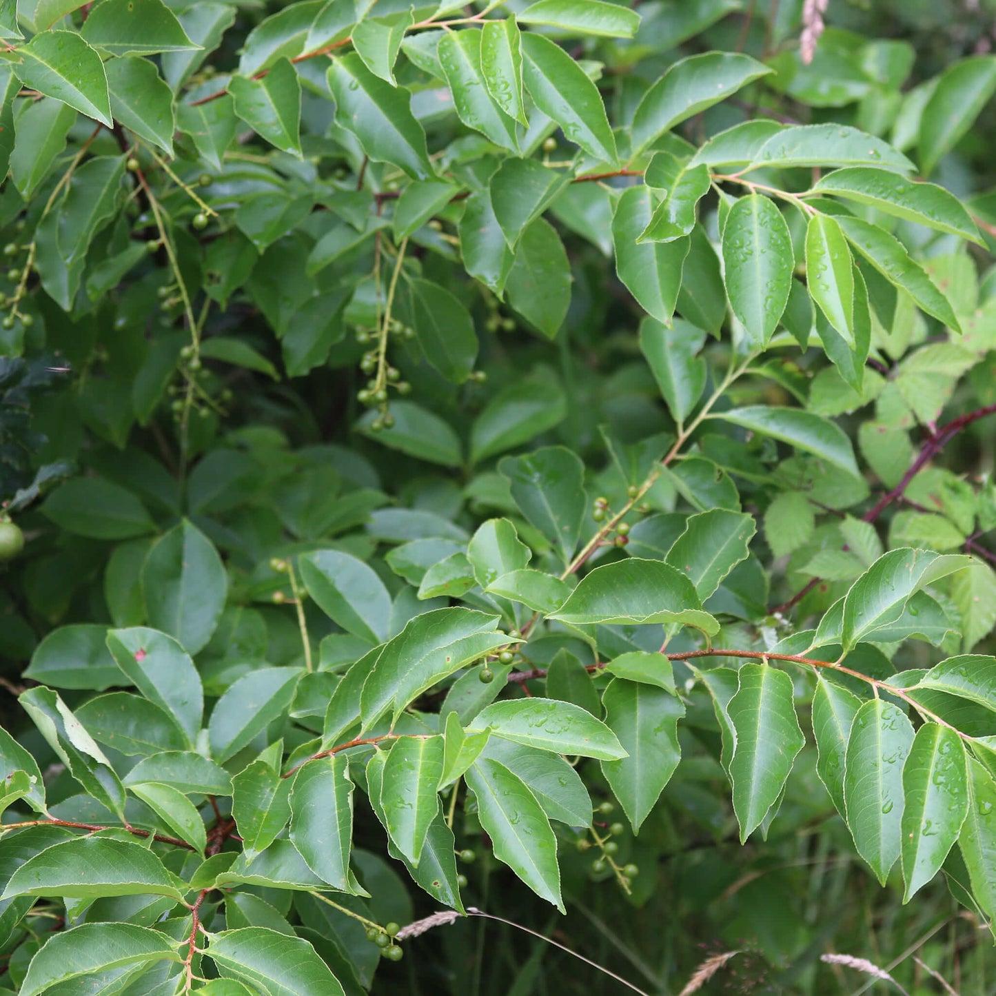 
                  
                    Semences - Cerisier tardif
                  
                