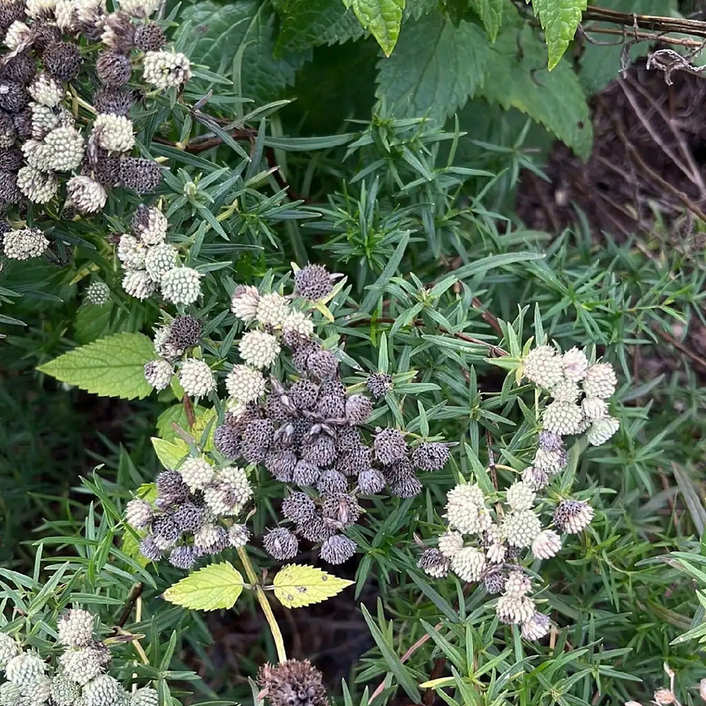 
                  
                    Seeds - Slender Mountainmint
                  
                