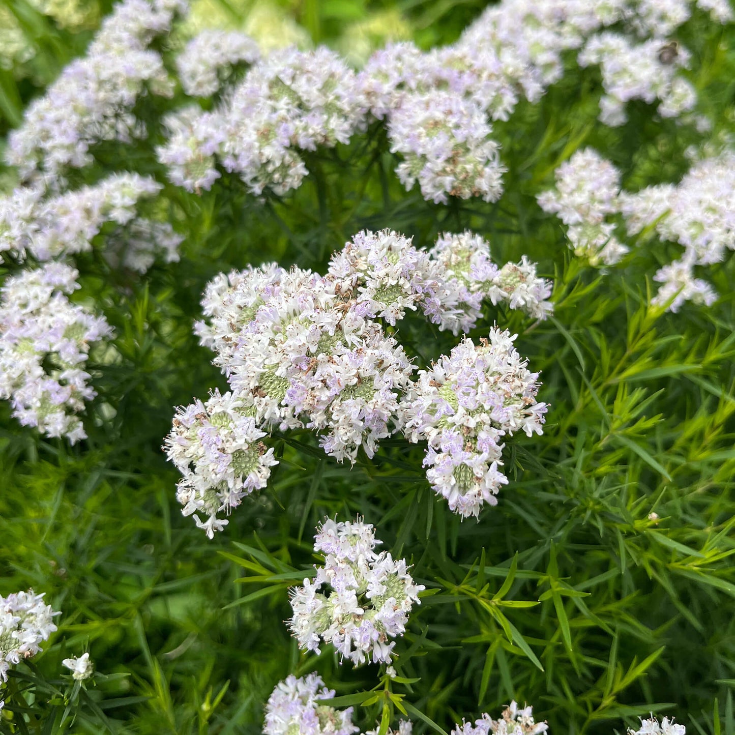 
                  
                    Seeds - Slender Mountainmint
                  
                