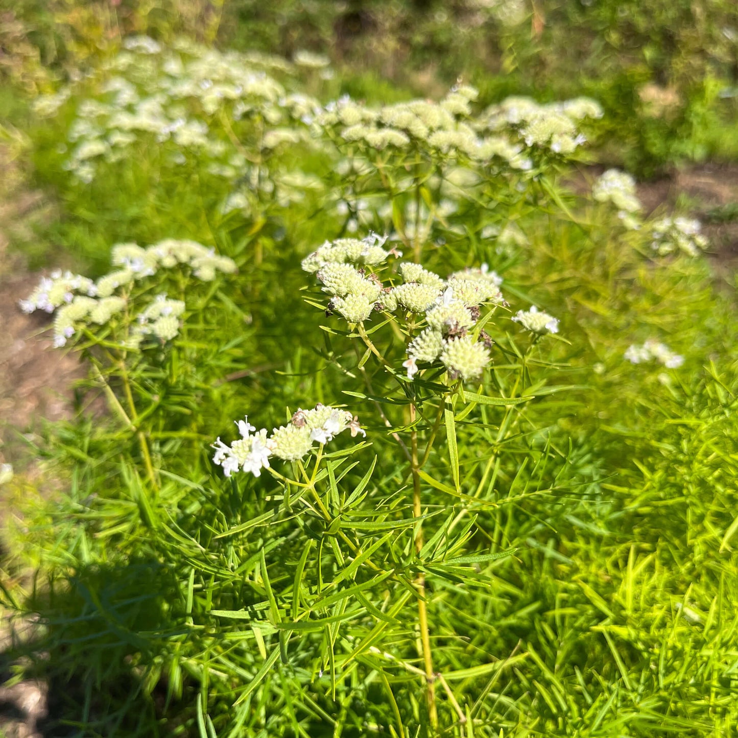 
                  
                    Seeds - Slender Mountainmint
                  
                