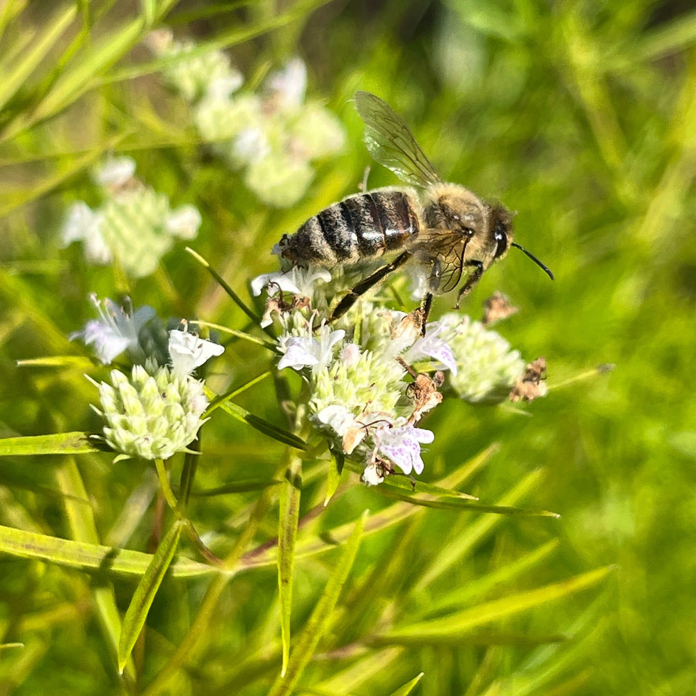 
                  
                    Seeds - Slender Mountainmint
                  
                