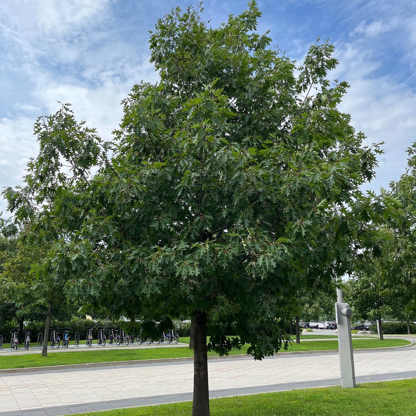 
                  
                    Semences stratifiées - Chêne rouge
                  
                