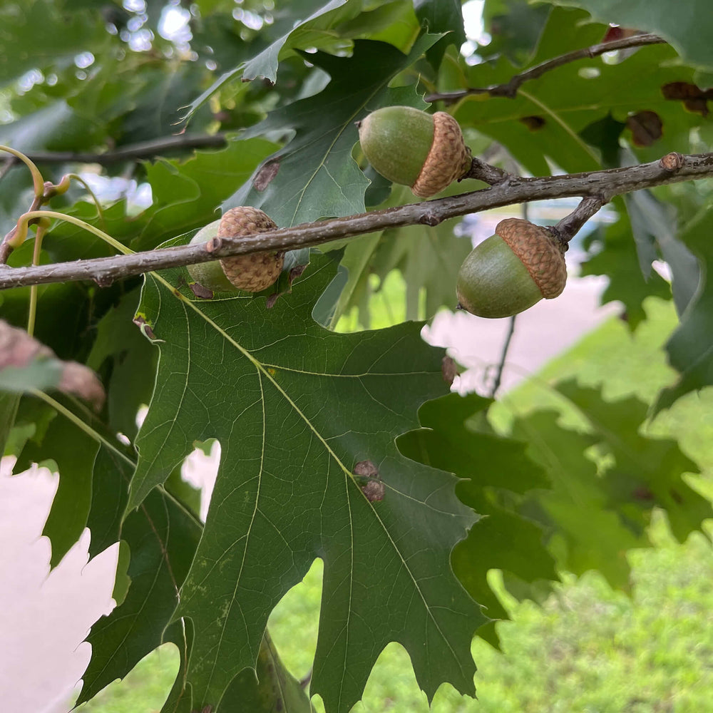 
                  
                    Semences stratifiées - Chêne rouge
                  
                