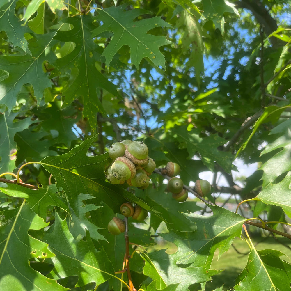 Stratified Seeds - Red Oak
