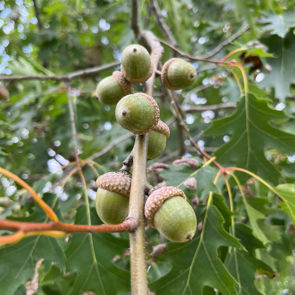 
                  
                    Semences stratifiées - Chêne rouge
                  
                