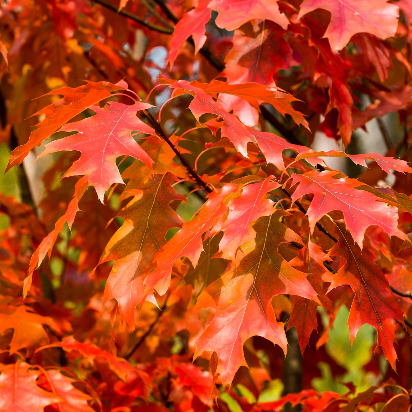 
                  
                    Semences stratifiées - Chêne rouge
                  
                
