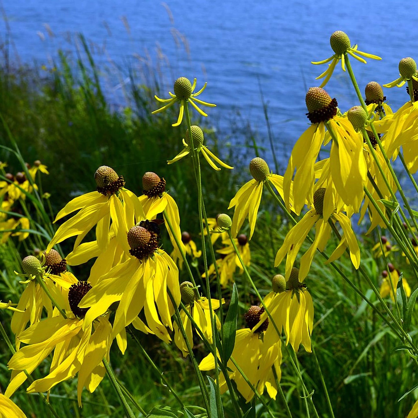 
                  
                    Semences - Ratibida à feuilles pennées
                  
                